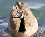 Beautiful Isolated Photo Of A Funny Wild Canada Goose In The Lake Stock Photo