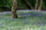 Bluebells In Full Bloom Stock Photo