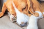 Head Of Sleeping Beagle Dog Stock Photo