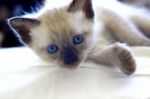 Siamese Cat Stock Photo