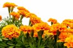 The Marigolds Field, Vivid Color Flower Stock Photo