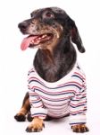 Dog Wearing Tshirt Stock Photo