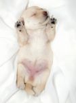 Scottish Terrier Puppy Stock Photo