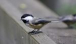 Beautiful Background With A Black-capped Chickadee Bird Stock Photo
