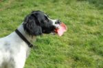 Spaniel Eating A Vegetable Pigs Ear Stock Photo