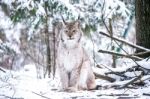 Lynx In A Winter Forest Stock Photo
