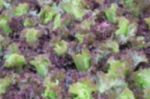 Blurred Salad Vegetablegrowing In The Garden Stock Photo