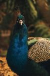 Beautiful Colourful Peacock Outdoors In The Daytime Stock Photo