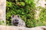 Hyena In The Zoo Stock Photo