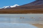 Laguna Canapa In Altiplano A Salt Lake, Bolivia Stock Photo