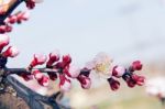 Cherry Blossom With Soft Focus, Sakura Season Background In Spring Stock Photo