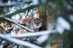Lynx In A Winter Forest In A Summer Day Stock Photo