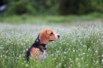 Beagle Dog In The Wild Flower Field Stock Photo