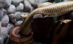 Dangerous Snake In City Zoo Stock Photo