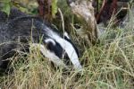 Close-up Shot Of An European Badger (meles Meles) Stock Photo