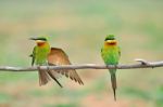 Blue Tailed Bee Eater Stock Photo