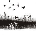 Meadow And Crows Stock Photo