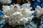 Bumble Bee Pollinating A White Rhododendron Stock Photo