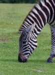 The Portrait Of A Zebra On The Grass Field Stock Photo
