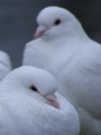 A Pair Of Doves Stock Photo