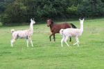 Llamas And Curious Foal Stock Photo