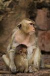 Monkey In Lopburi, Thailand Stock Photo