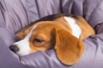 A Sad Beagle Sleeping On A Soft Chair Stock Photo