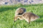 The Young Geese Are Eating The Grass Stock Photo