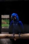 Hyacinth Macaw Close Up Stock Photo