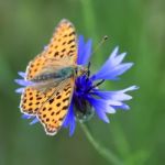 Butterfly On Cornflower Stock Photo