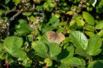 Meadow Brown Butterfly (maniola Jurtina) Stock Photo