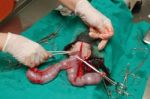Surgery Of Pyometra (uterus Infection) Stock Photo