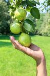 Hand Showing Branch With Green Pears Stock Photo