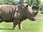 Isolated Picture With A Rhinoceros Standing Awake Stock Photo