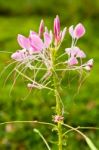 Cleome Or Spider Flower, A Tall Blooming Annual Stock Photo