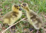 Beautiful Isolated Photo Of The Kissing Chicks Stock Photo