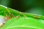 Weaver Ants Or Green Ants (oecophylla Smaragdina) Stock Photo