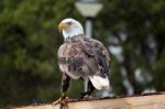 American Bald Eagle Stock Photo