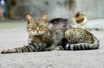 Two Homeless Cats Stock Photo