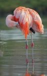 Flamingo Preening Stock Photo