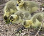 Isolated Photo Of A Group Of Chicks Of Canada Geese Stock Photo
