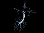3d  Illustration Of Nerve Cell Stock Photo