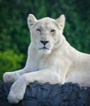 Isolated Photo Of A White Lion Looking At Camera Stock Photo