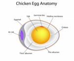 Chicken Egg Anatomy Stock Photo