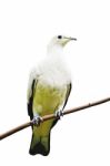 Pied Imperial Pigeon Stock Photo