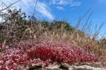 Red Saxifrage (saxifraga) In Sardinia Stock Photo