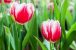 Red And White Tulips Stock Photo