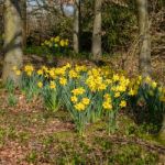 A Group Daffodils Flowering In Spring Sunshine Stock Photo