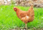 Brown Chicken Hen In Green Field Use For Livestock In Arganic Na Stock Photo