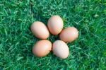 Eggs In The Green Grass Stock Photo